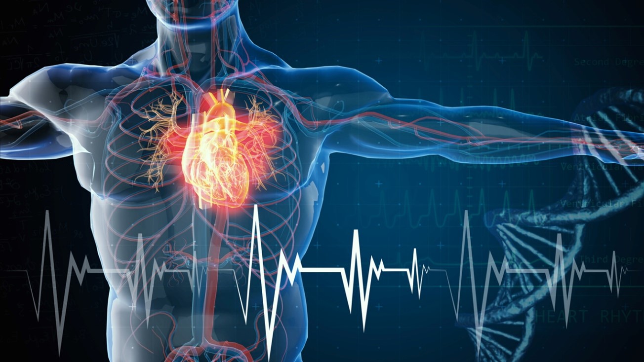 Heart Health, A human body with heart and pulse lines